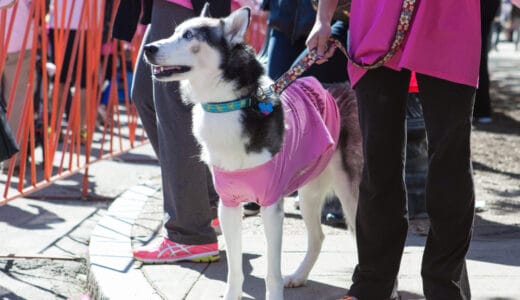 volunteer with your dog, dog volunteer opportunities, how to volunteer your dog at a hospital, therapy dog volunteer opportunities