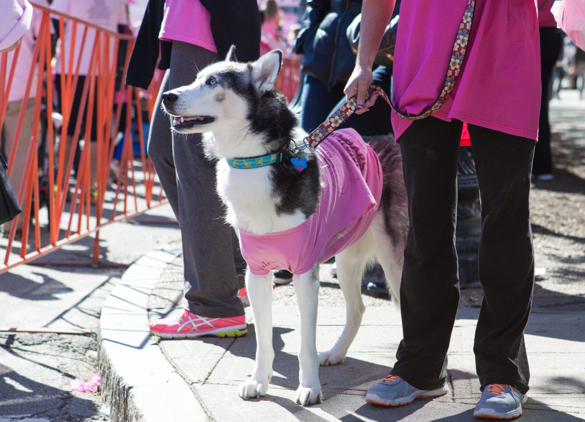 volunteer with your dog, dog volunteer opportunities, how to volunteer your dog at a hospital, therapy dog volunteer opportunities