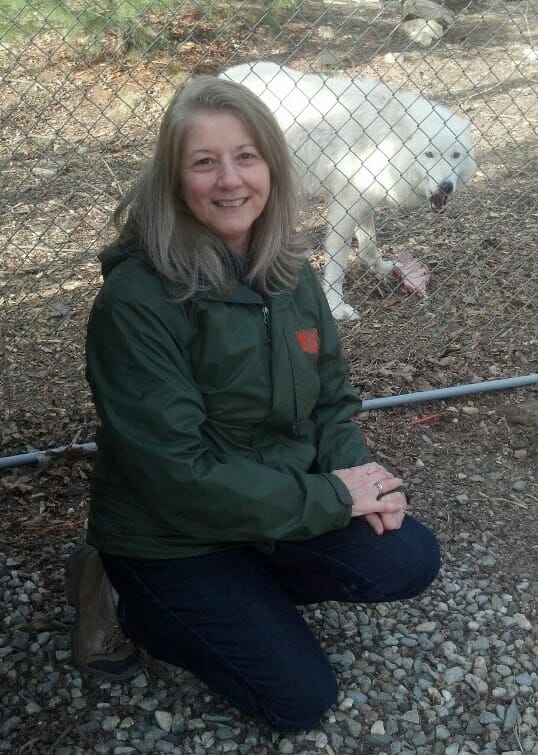 Barbara and ambassador wolf Atka, an Arctic Gray wolf who will be celebrating his 15th birthday at the Wolf Conservation Center on May 17th./Courtesy Barbara Mignano