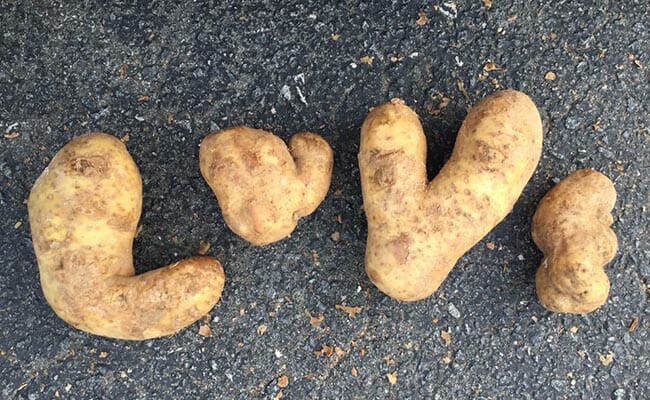 A Labor of Love: On Make A Difference Day 2016, the Pineville United Methodist Church gathered 150 volunteers to bag 37,000 pounds of excess or undesirable potatoes — like these misshapen, but perfectly delicious spuds — to help feed hungry families in their North Carolina community.