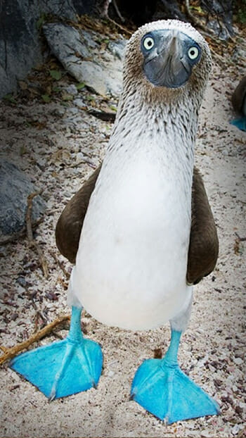 The blue-footed booby