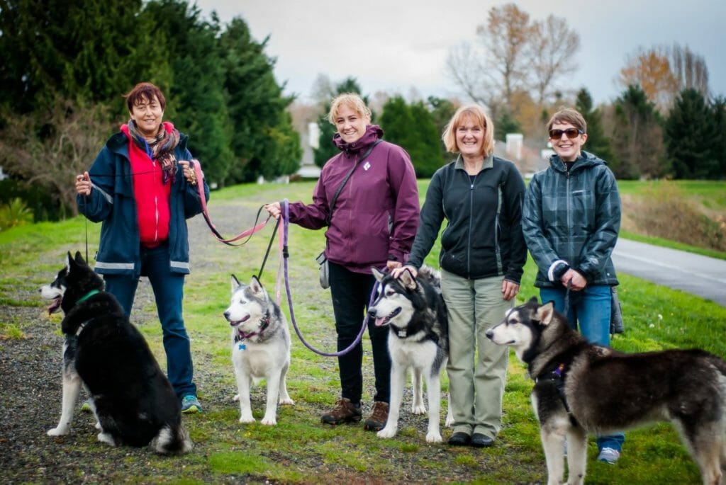 Jaime(right) and other dedicated WAMAL volunteers walking some of the Alaskan Malamutes in boarding while awaiting their forever homes./Courtesy Jaime Perez