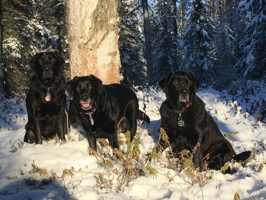 Dennis Morner’s dogs Max, and Nyxie, (center) are registered therapy dogs and certified NATIONAL Crisis Response Canines, and Tik (L) is Dennis’ wife’s dog Tik, a certified therapy dog./Courtesy Dennis Morner