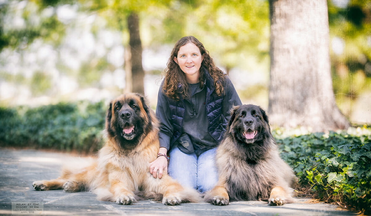 does the leonberger grow big